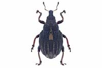 Rhinoncus leucostigma