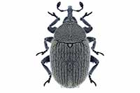 Rhinusa neta