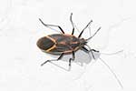 Rhopalidae