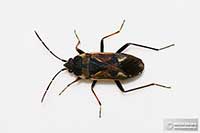 Rhyparochromus vulgaris
