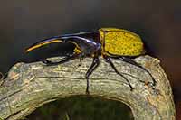 Titanus giganteus