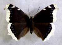 ikona