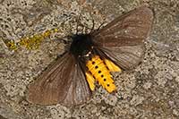 Sadzanka cesarska