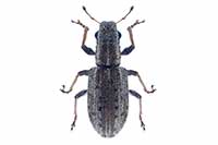 Sitona macularius