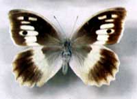 Skalnik bryzeida