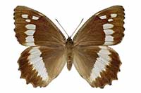 Skalnik prozerpina