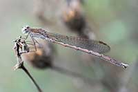 ikona