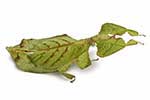 Pseudophasmatidae