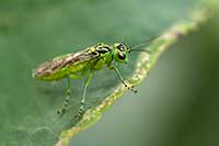 Szczerbatek Tenthredinidae