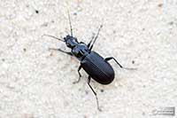 Szykoń Carabidae