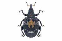Tachyerges salicis