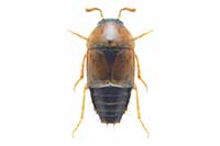 Tachyporus nitidulus