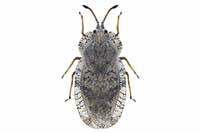 Tingis ampliata