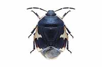 Tritomegas sexmaculatus