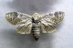 Trociniarka czerwica