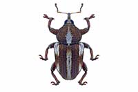 Tychius quinquepunctatus