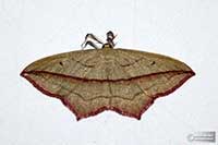 Walgina rdestniak