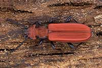 Zgniotek cynobrowy
