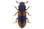 Zopheridae