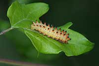 Larwa Zygzakowiec kokornakowiec