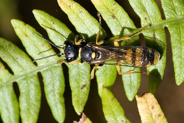 Miodwa łąkowa (Mellinus arvensis)