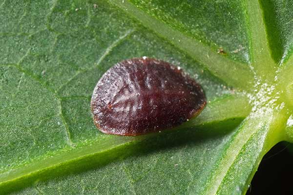Misecznikowate (Coccidae)
