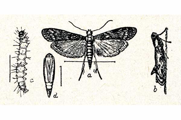 Mklik mączny (Ephestia kuehniella)