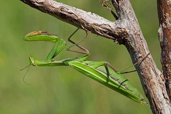 Modliszka zwyczajna (Mantis religiosa)