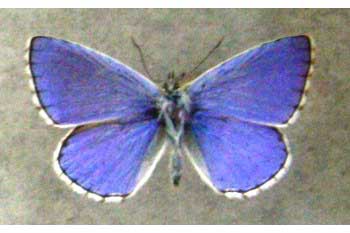 Modraszek adonis (Lysandra bellargus)