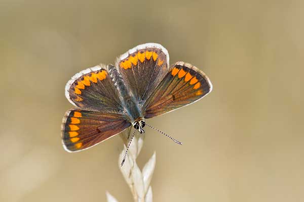 Modraszek agestis (Aricia agestis)