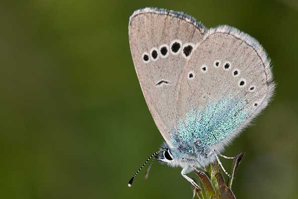 Modraszek aleksis (Glaucopsyche alexis)