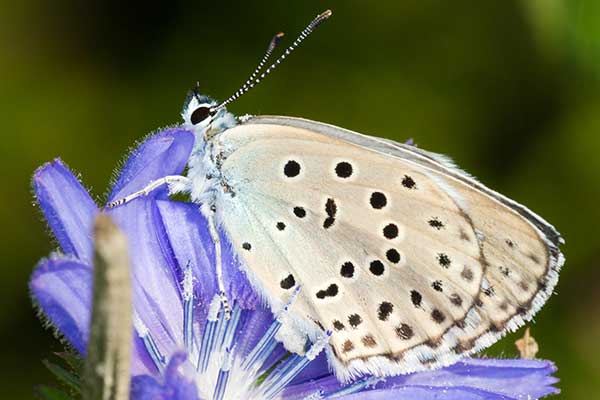 Modraszek alkon (Phengaris alcon)