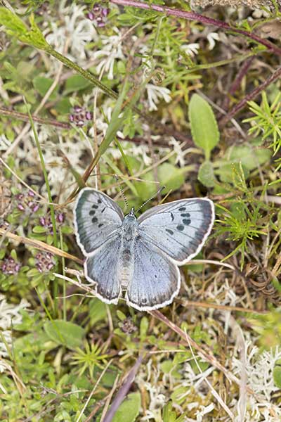 Modraszek arion (Phengaris arion)