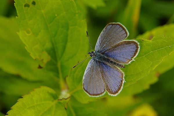 Modraszek blady (Cupido decolorata)