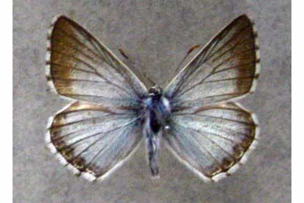 Modraszek korydon (Polyommatus coridon)