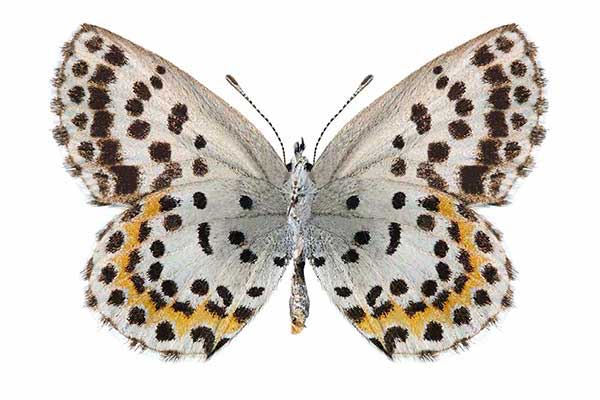 Modraszek orion (Scolitantides orion)