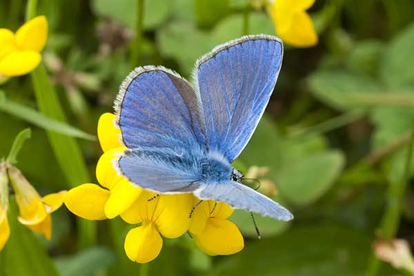 Modraszek semiargus (Polyommatus semiargus)