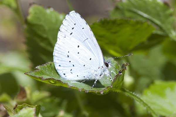 Modraszek wieszczek (Celastrina argiolus)