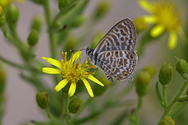 Modrogończyk wędrowiec (Leptotes pirithous)