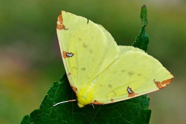 Mokosz cierniowak (Opisthograptis luteolata)