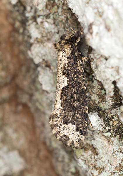 Mól borowiczak (Scardia boletella)