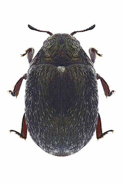 (Morychus aeneus)