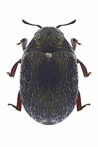  (Morychus aeneus)