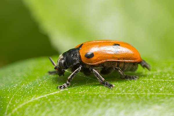 Moszenica czterokropkowa (Clytra quadripunctata)