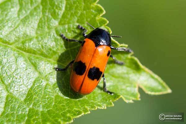 Moszenica wierzbówka (Clytra laeviuscula)