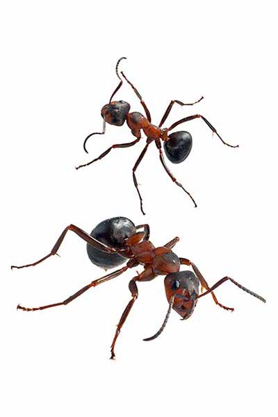Mrówka ćmawa (Formica polyctena)