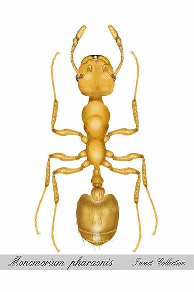 Mrówka faraona (Monomorium pharaonis)