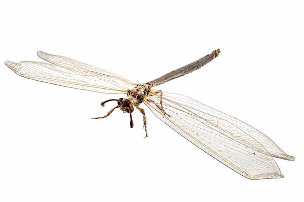 Mrówkolew pospolity (Myrmeleon formicarius)