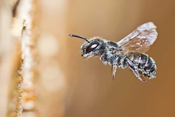 Murarka lucernowa (Osmia caerulescens)