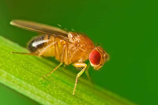 Muszka owocowa (Drosophila melanogaster)